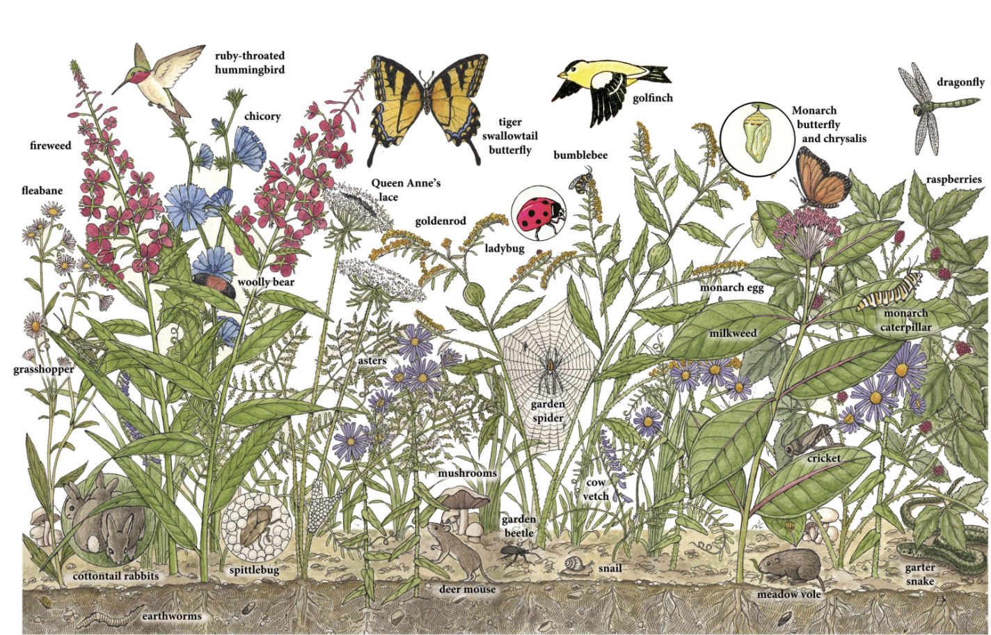diagram of meadow habitat