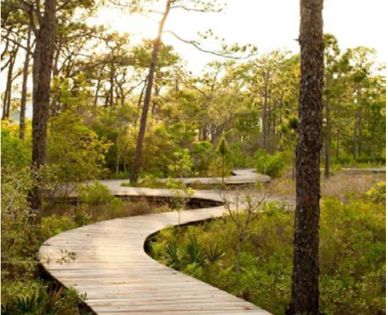 pathway between trees
