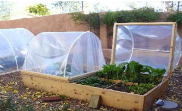 vegetable garden