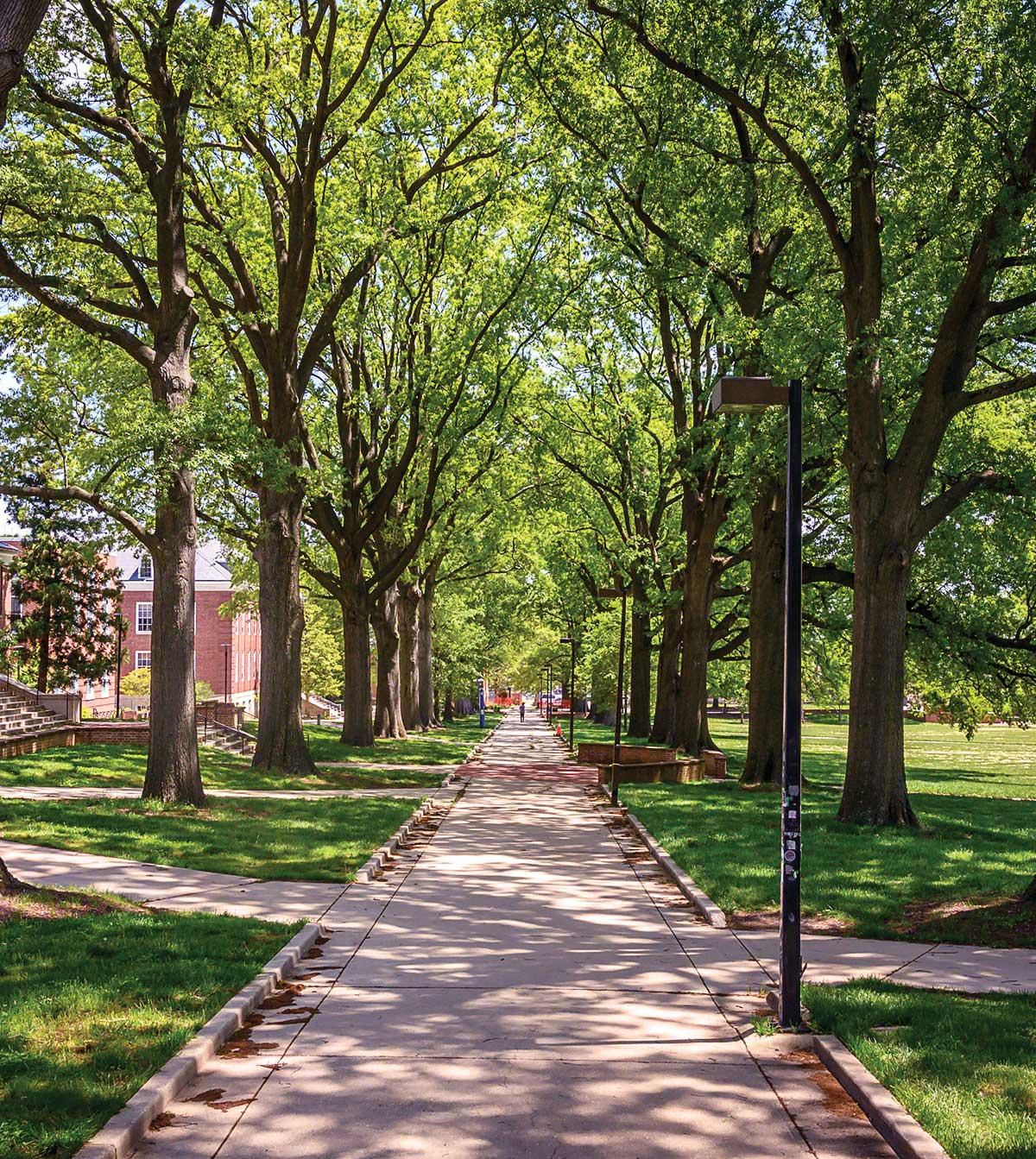 McKeldin Mall trees