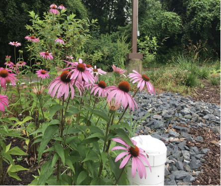 pink flowers in garden