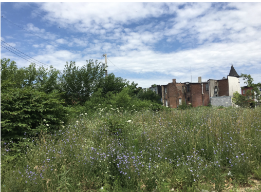 Overgrown Field