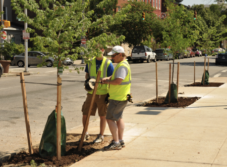 Men planting street trees