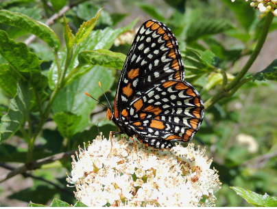 Baltimore Checkerspot