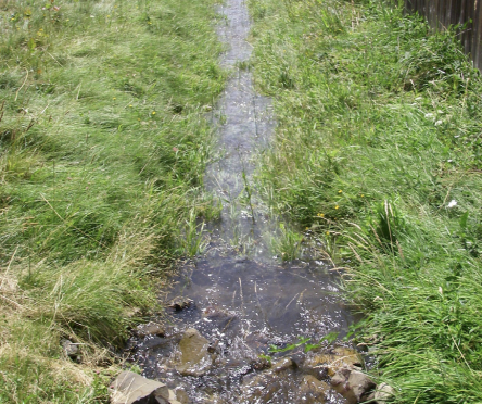 bioswale