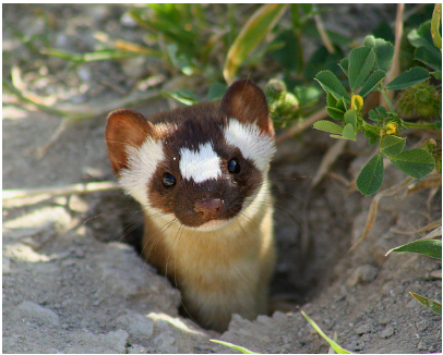 Long-Tailed Weasel
