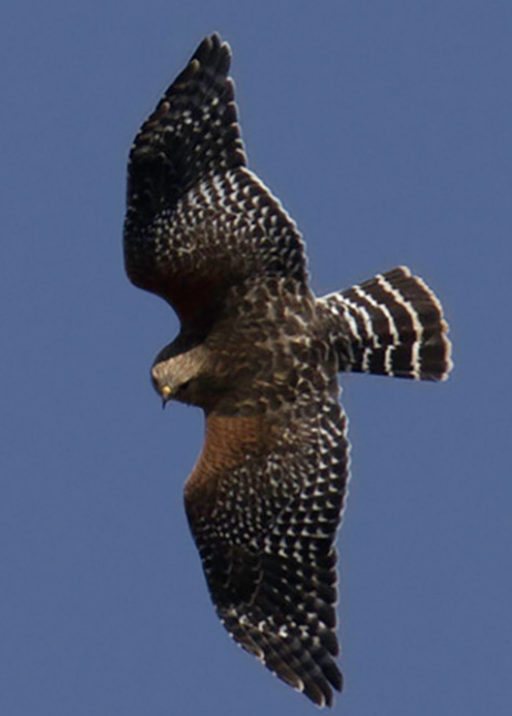 Red-shouldered Hawk