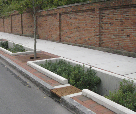 Vegetation in sidewalk