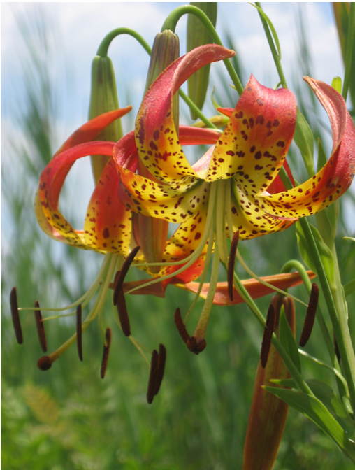 Turk's-Cap Lily